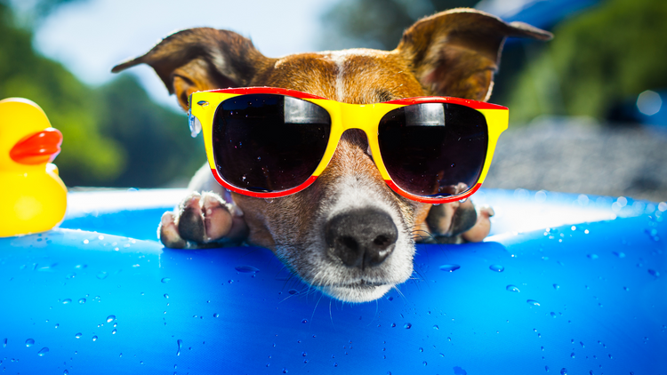 FOR DOGS