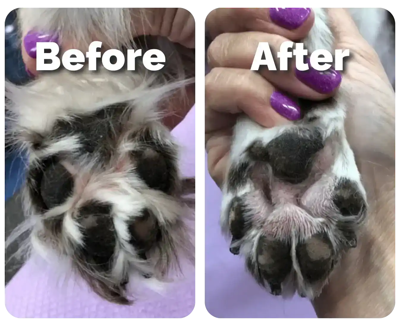 TAILOFJOY™ Pet Hair/Fur trimmer for Dogs and Cats (For Sensitive Pets)