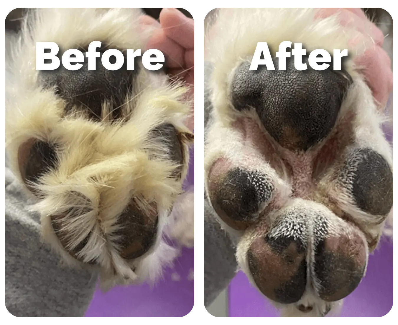 TAILOFJOY™ Pet Hair/Fur trimmer for Dogs and Cats (For Sensitive Pets)