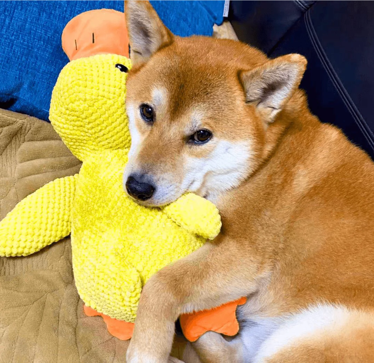 TAILOFJOY™ Calming Duck Toy